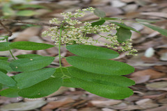 Khaya senegalensis